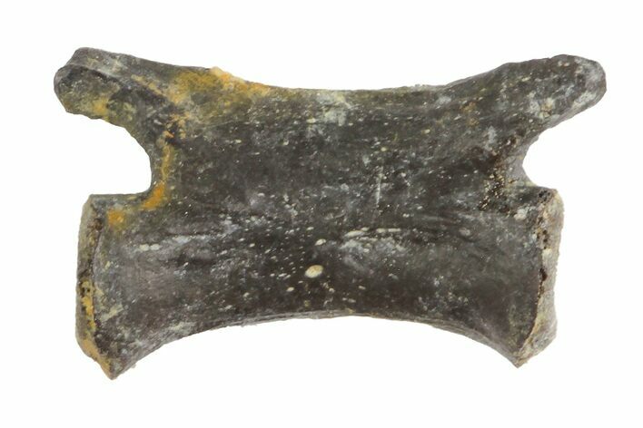 Permian Reptile Caudal Vertebra Fossil - Oklahoma #164829